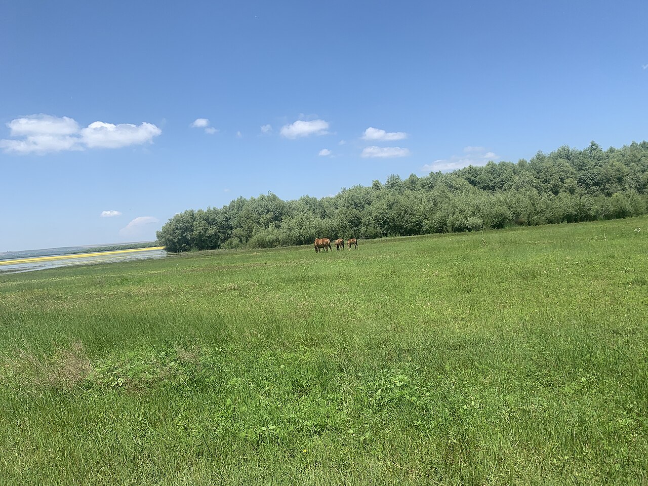 Cai pășunând în apropierea Lacului Beleu