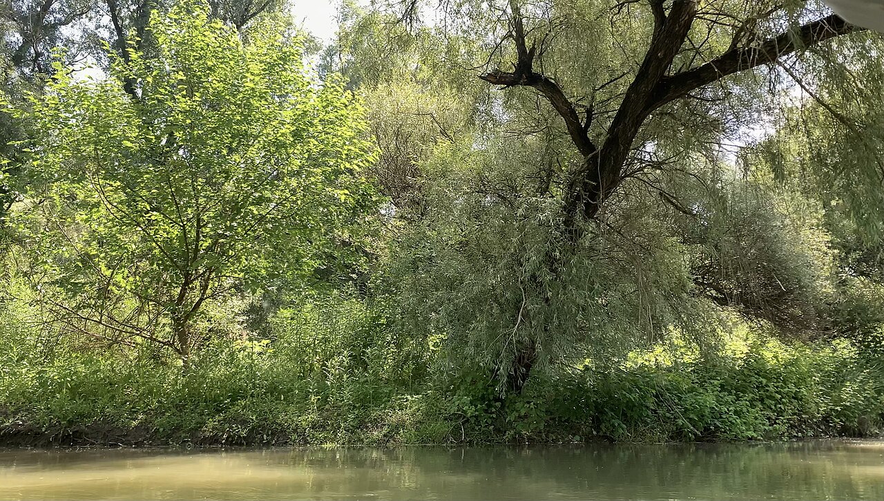 Copac singuratic la marginea Lacului Beleu