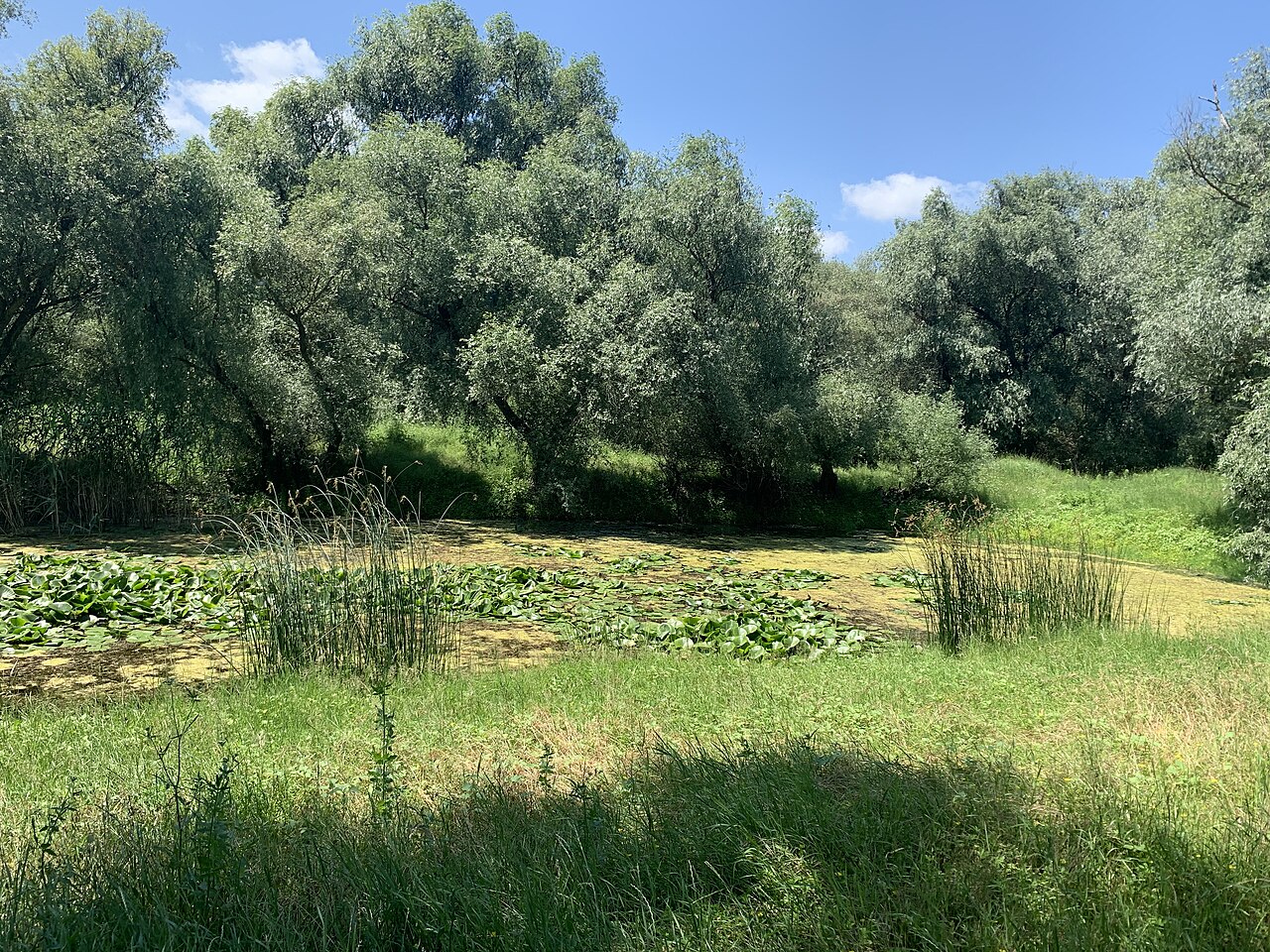 Baltă plină de nuferi galbeni pe lunca Prutului