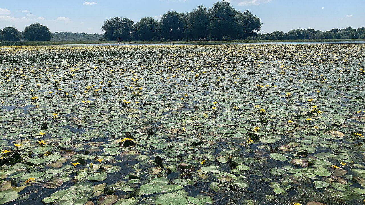 Asociație de plutică pe apa Prutului